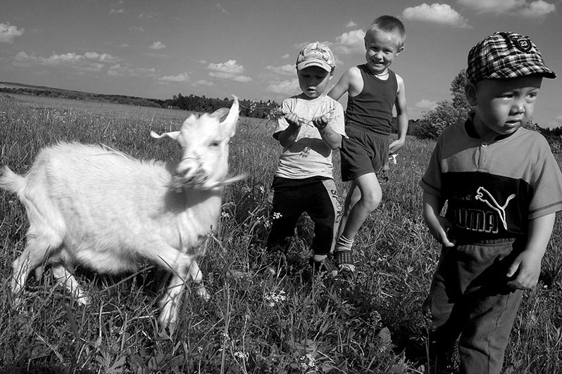 Кормление козы, близ села Чутеево, Кайбицкий район, Татарстан. Россия. 2015