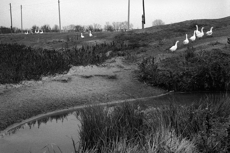 Goose Stories, near Surovikino, Volgograd region, Russia. November 2010