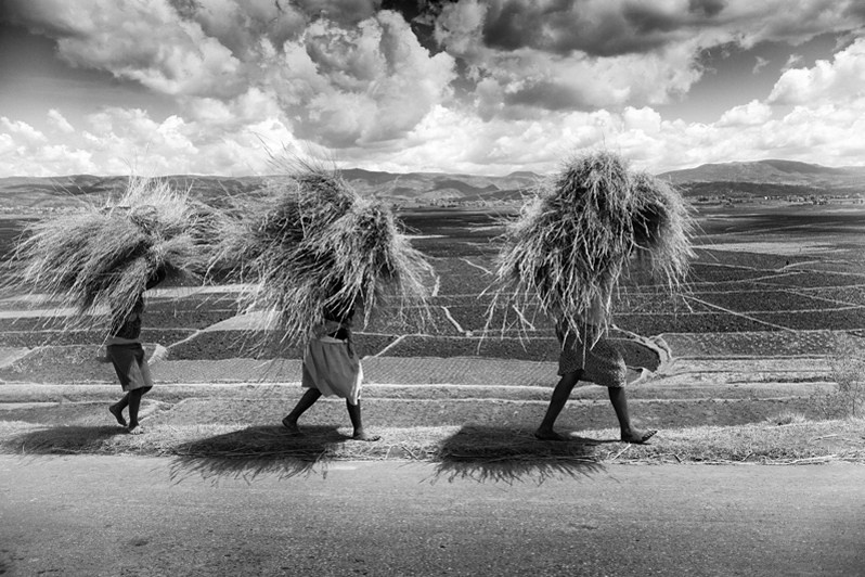 Haysmen, near Antsirabe, Vakinankaratra region, Antananarivo province, Republic of Madagascar. 2015