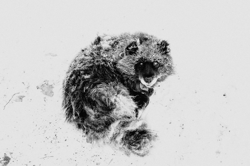 Stadukhino settlement, Bilibinsky district, Chukotka Autonomous Okrug, Russia. November 2013