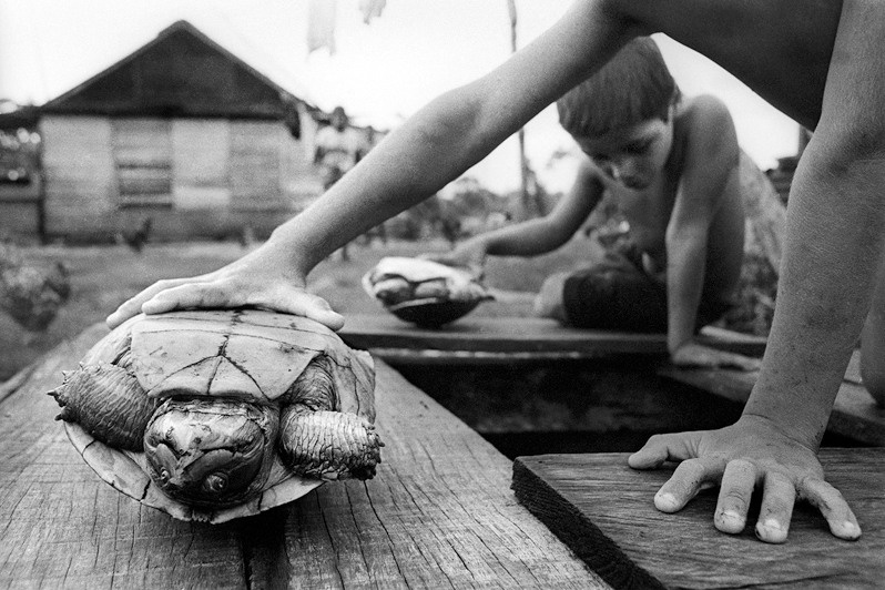 Санто-Томас, регион Сьенага-де-Сапата, провинция Матансас, Куба. 1999
