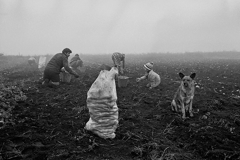 Уборка картофеля, деревня Паново, Зеленодольский район, Татарстан, Россия. Сентябрь 1990