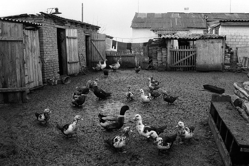 Each farmer keeps a small poultry yard, Senshin khutor, Oblivsky district, Rostov-on-Don region, Russia. January 2011