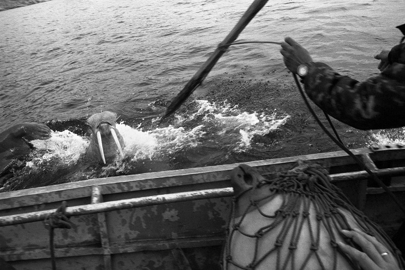 "The hunt for walrus", near settlement of Nuniamo, Chukotka, Russia, September 2007