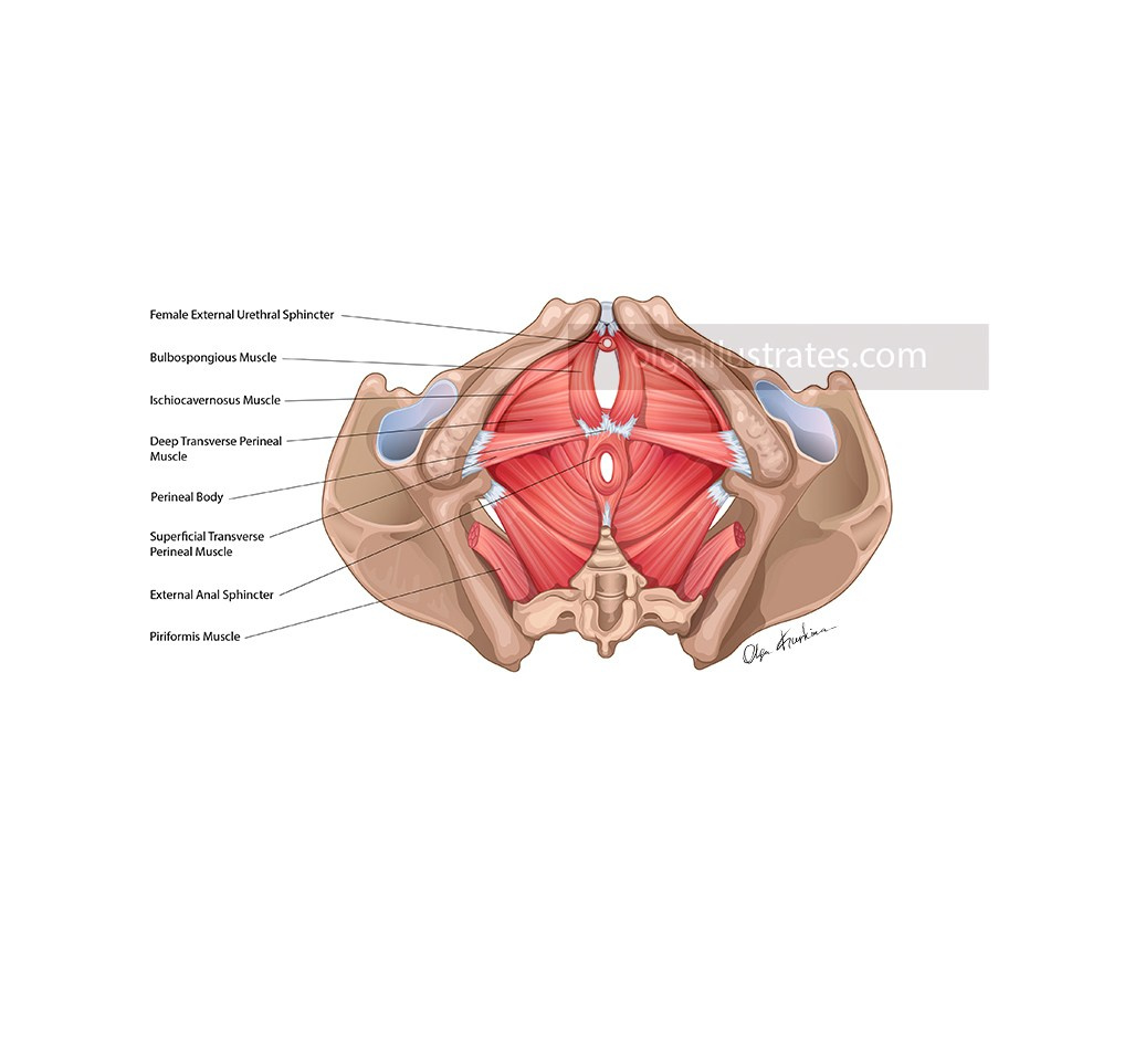 Inferior view of the female pelvis. This vector illustration was created for educational purposes to train specialists in postpartum recovery. Created for Everyday Battles, LLC