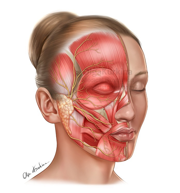 Professional freelance medical illustrator