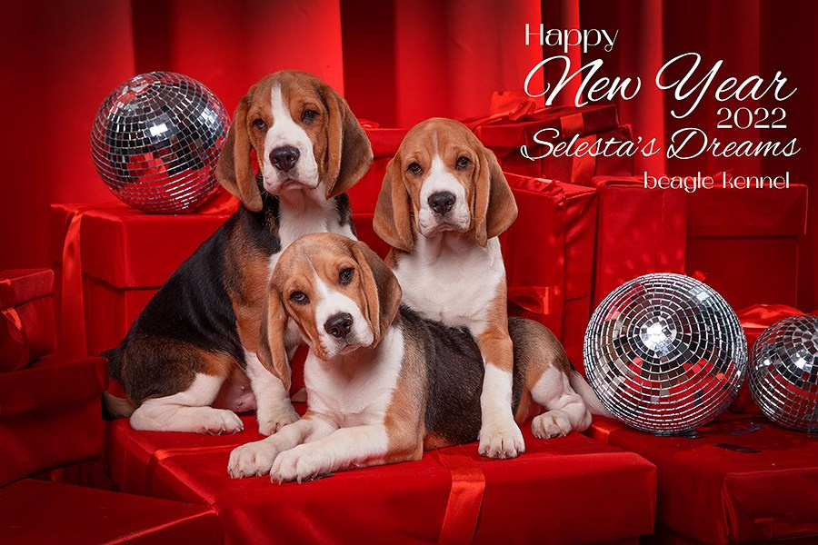 Новорічна пропозиція. Фотограф Катерина Мумжинська