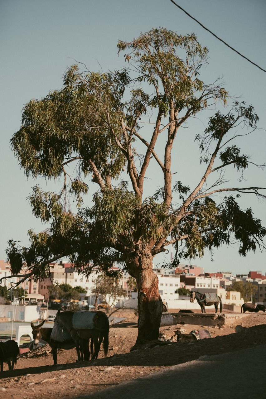 Travel and lifestyle fotografka. Dana Lišková — Empatická fotografka | Introspektivní umělkyně | Neurodivergentní koučka| Zakladatelka Artepy.cz