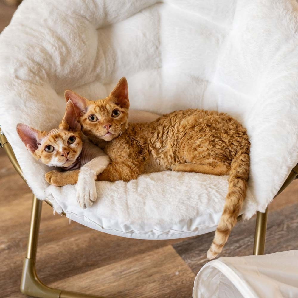 Devon Rex Pixie Cattery
