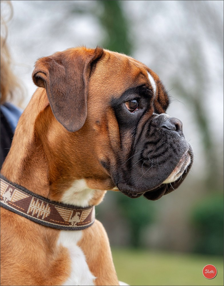 Expo canine 🇫🇷 Amiens 15-16/02/2025. Photographe à Strasbourg | Portraits, Studio, Enfants, Événements