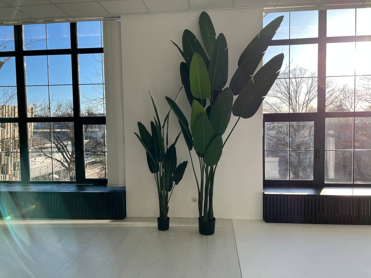 Foto studija Dali maksligie koki lielie logi