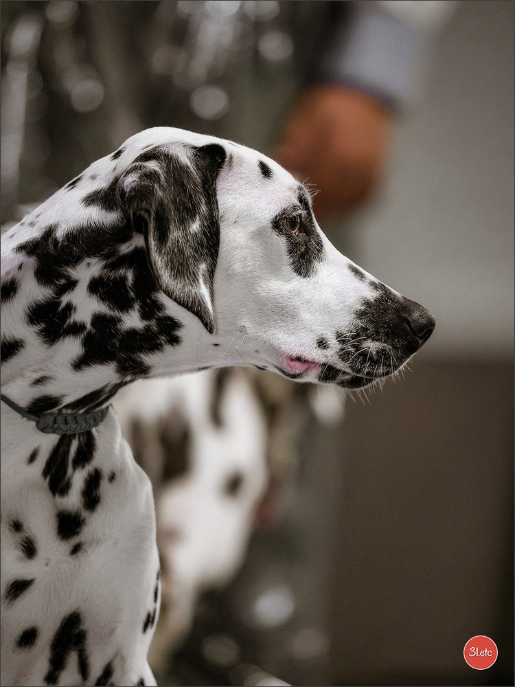 Exposition Canine Internationale à DOUAI. Photographe à Strasbourg | Portraits, Studio, Enfants, Événements