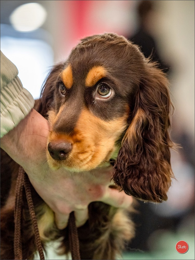Expo canine 🇫🇷 Châlons-en-Champagne 22-23/02/2025. Photographe à Strasbourg | Portraits, Studio, Enfants, Événements