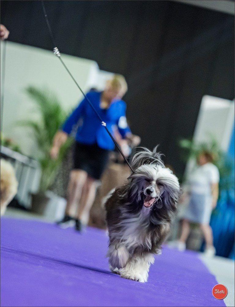 🇱🇺 LUXEMBOURG 🇱🇺 International Dog Show 🇱🇺 31/08 - 01/09/2024. Photographe à Strasbourg | Portraits, Studio, Enfants, Événements