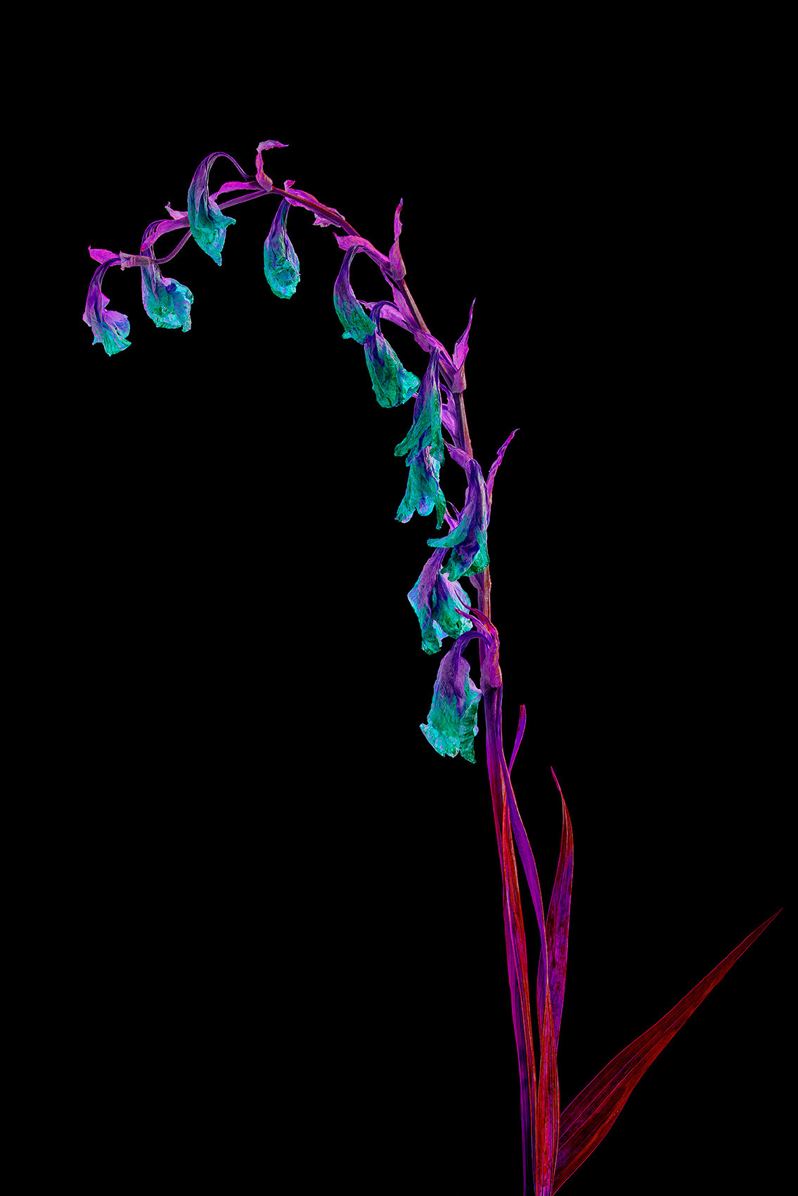 Withered flower black background neon color promising #Coldplay