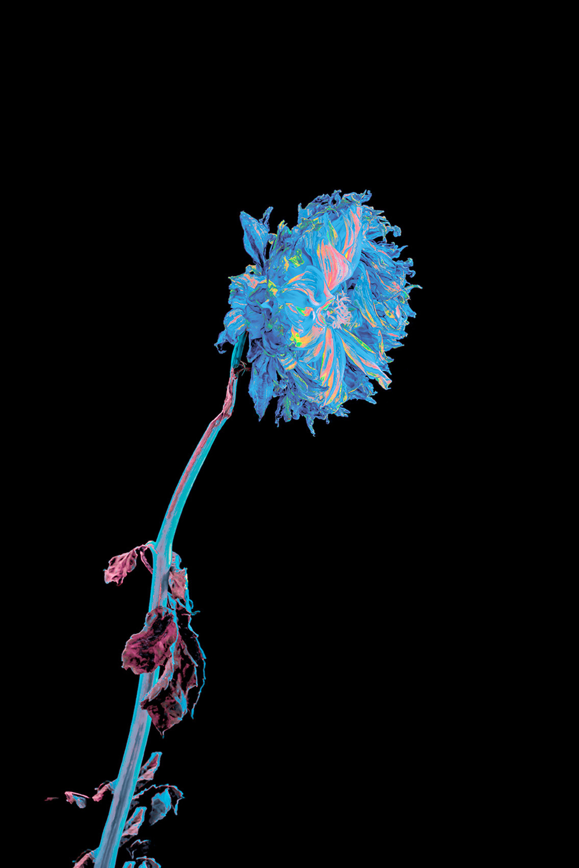 Withered flower black background neon color indifference #Coldplay