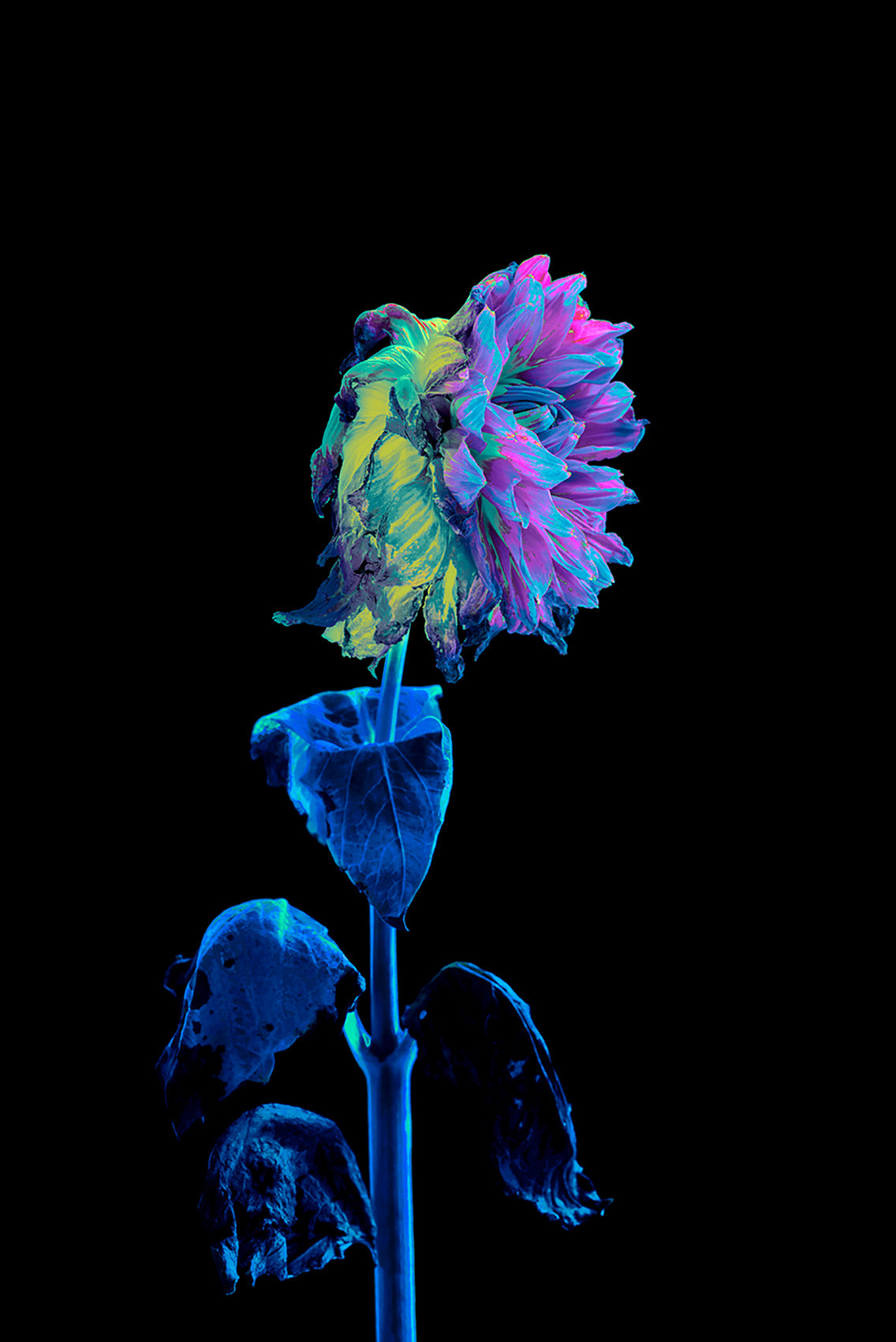 Delicate wilted flower of neon color on black background #Coldplay