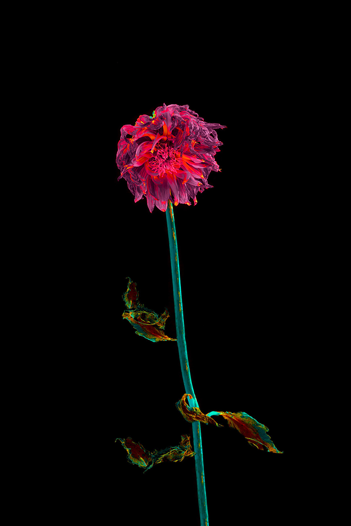 Withered flower black background neon color winged #Coldplay