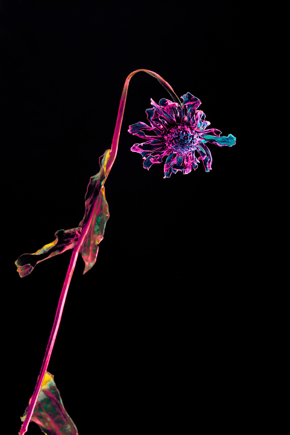 Withered flower black background neon color touched #Coldplay