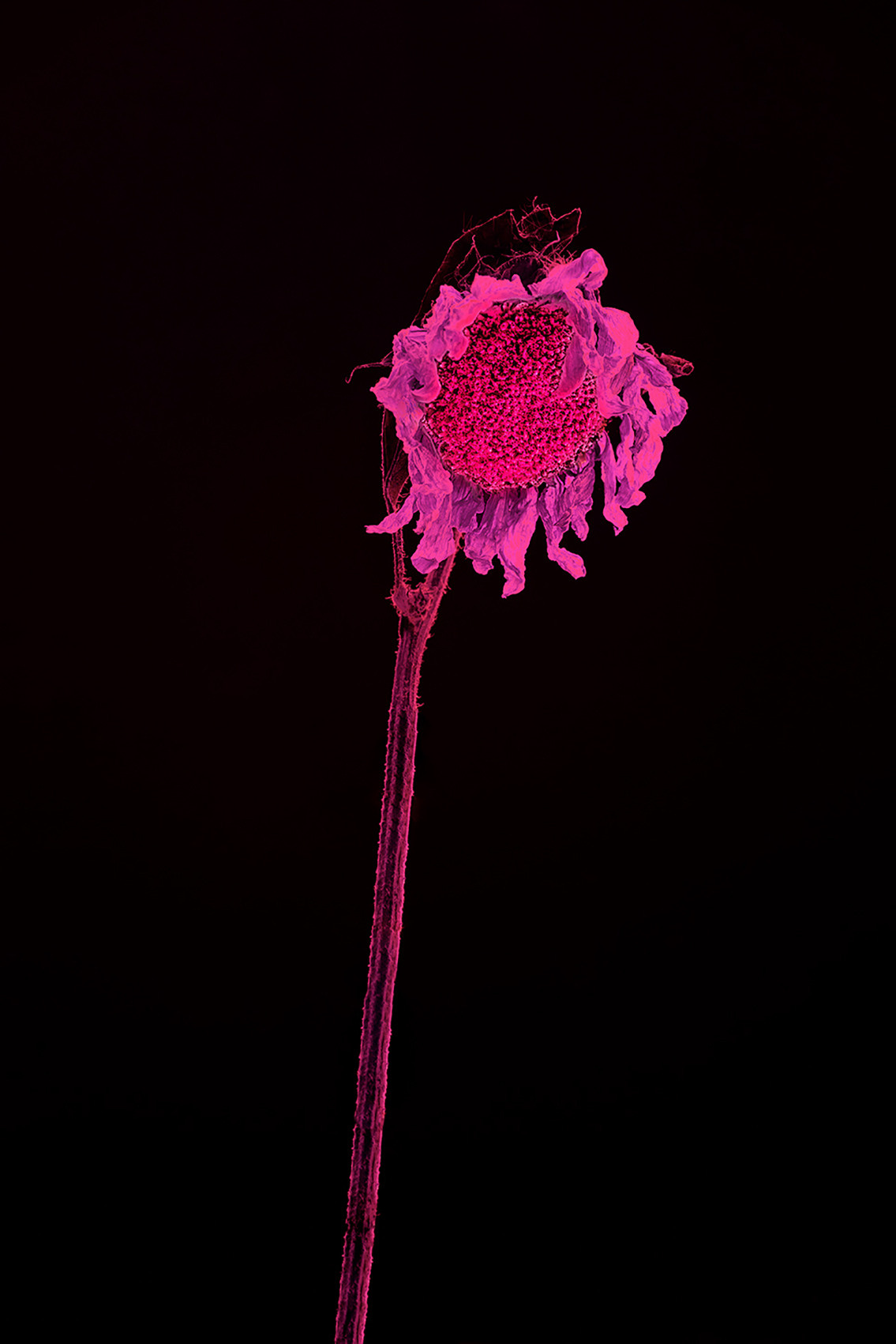 Withered flower black background neon color fillings #Coldplay