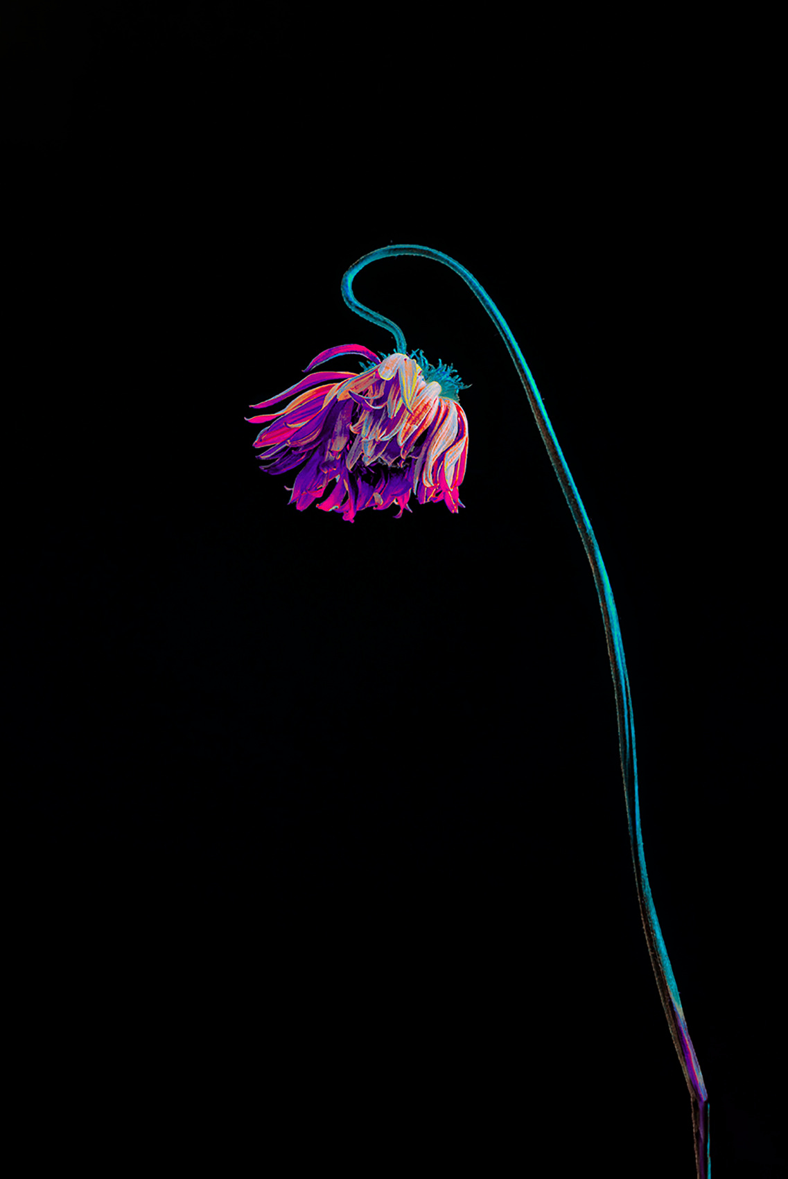 Withered flower black background neon color lover #Coldplay