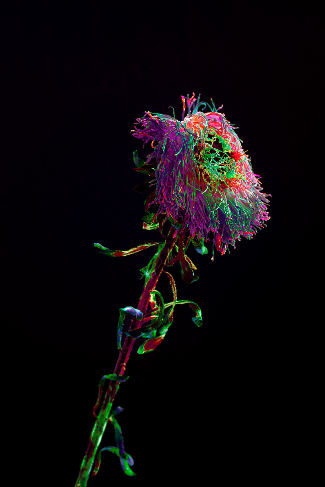 Withered flower black background neon color euphoria #Coldplay