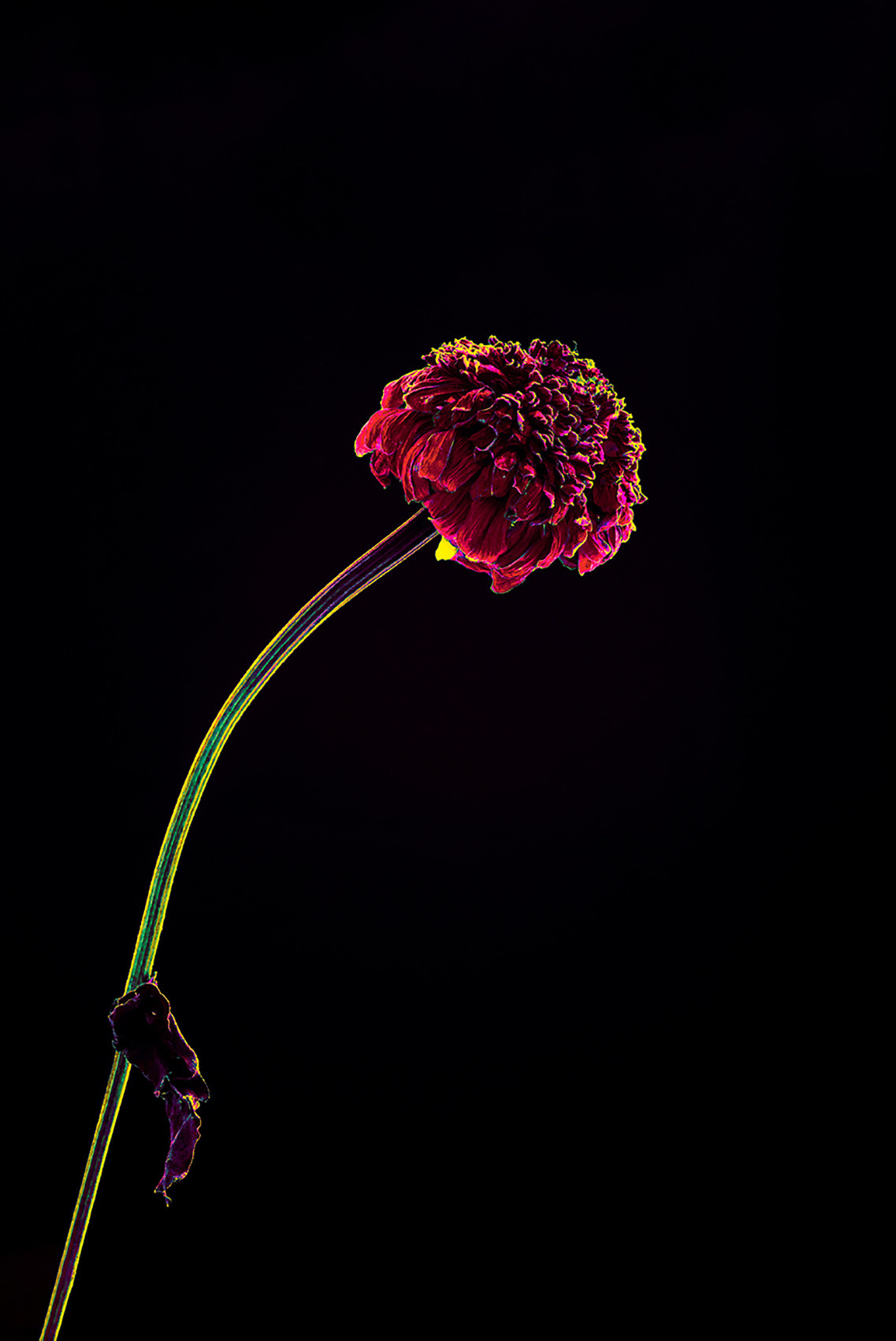 Withered flower black background neon color true #Coldplay