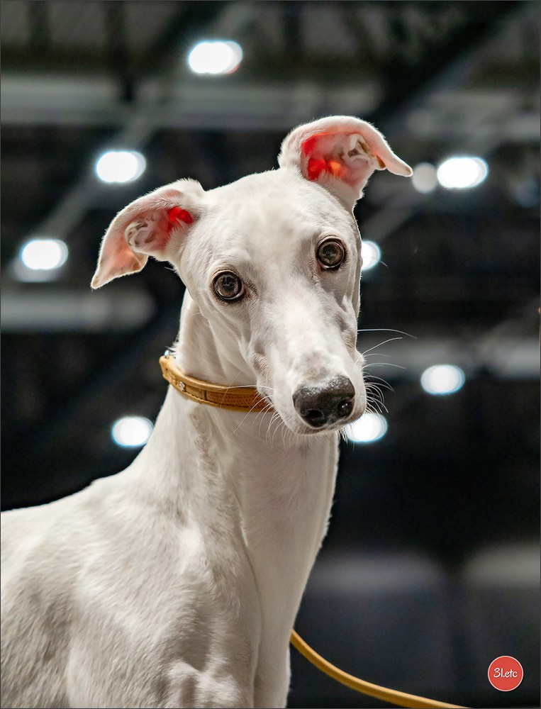Photographie animalière. Photographe à Strasbourg | Portraits, Studio, Enfants, Événements