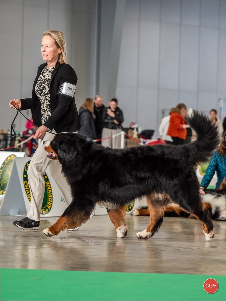Expo canine 🇫🇷 Châlons-en-Champagne 22-23/02/2025. Photographe à Strasbourg | Portraits, Studio, Enfants, Événements