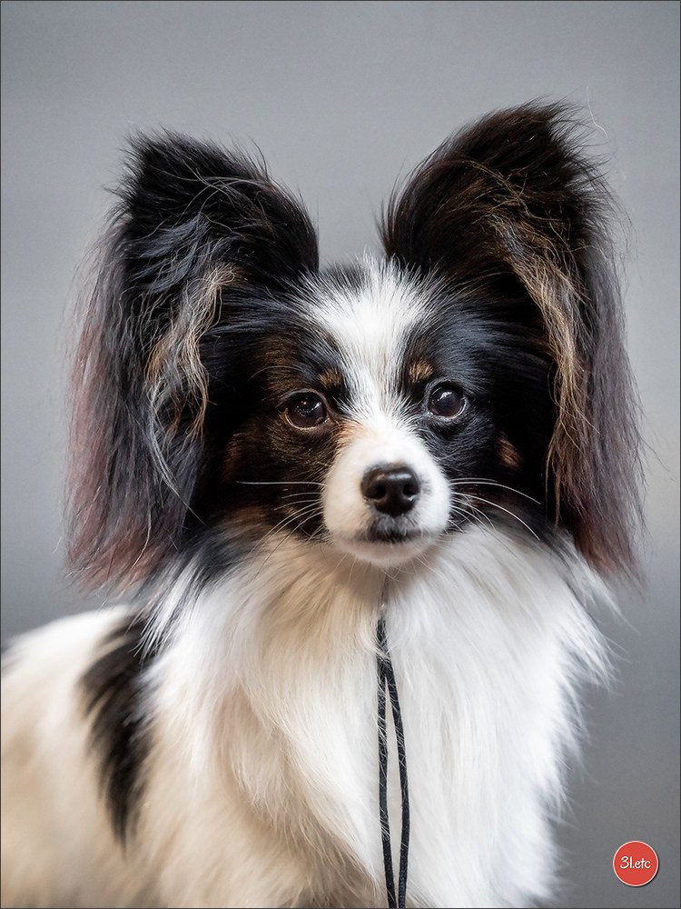 Expo canine 🇫🇷 Amiens 15-16/02/2025. Photographe à Strasbourg | Portraits, Studio, Enfants, Événements