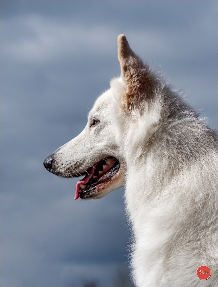 Photographie animalière. Photographe à Strasbourg | Portraits, Studio, Enfants, Événements