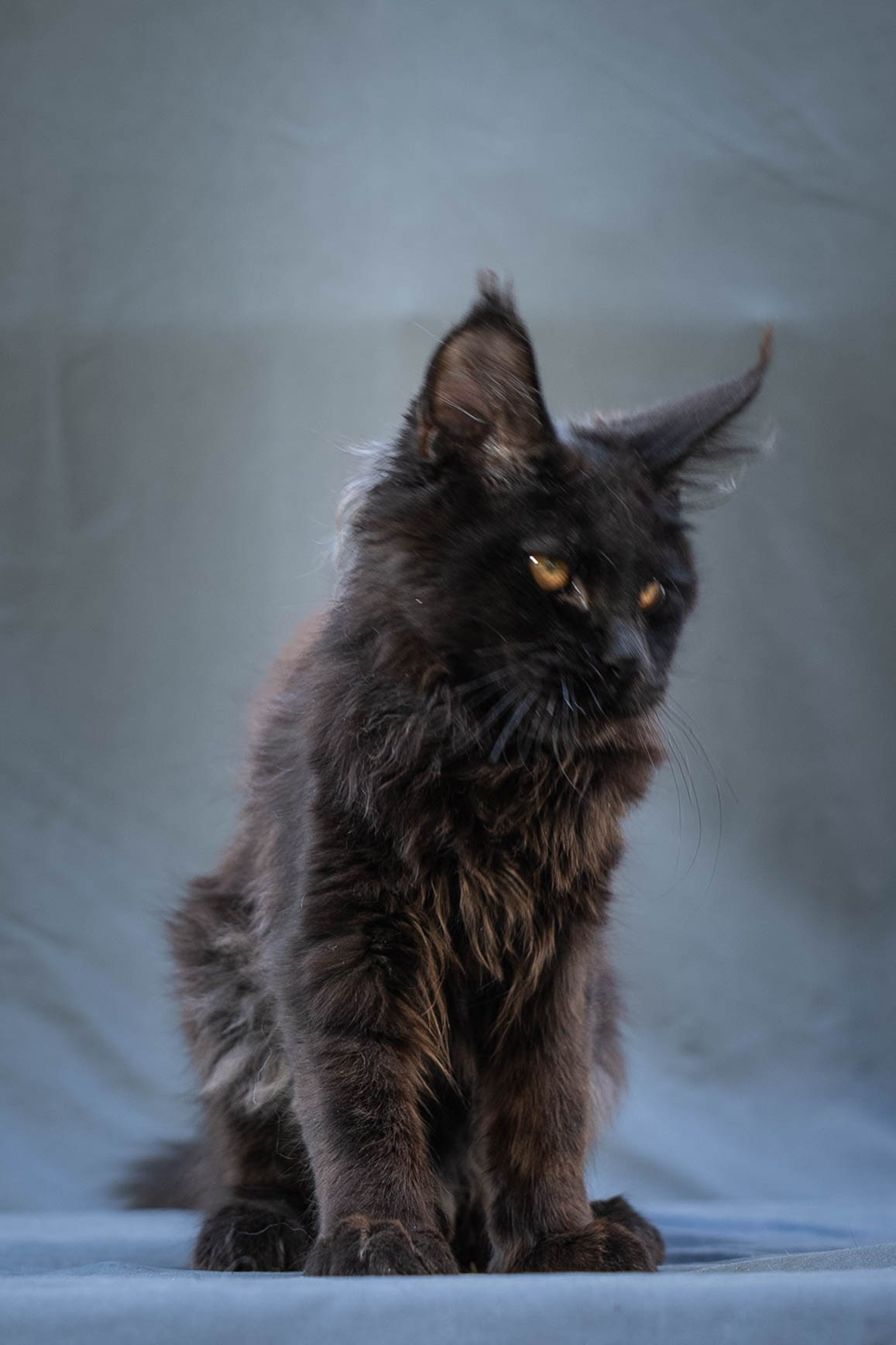 Senator Vince. Senator Cat — Maine Coon cattery