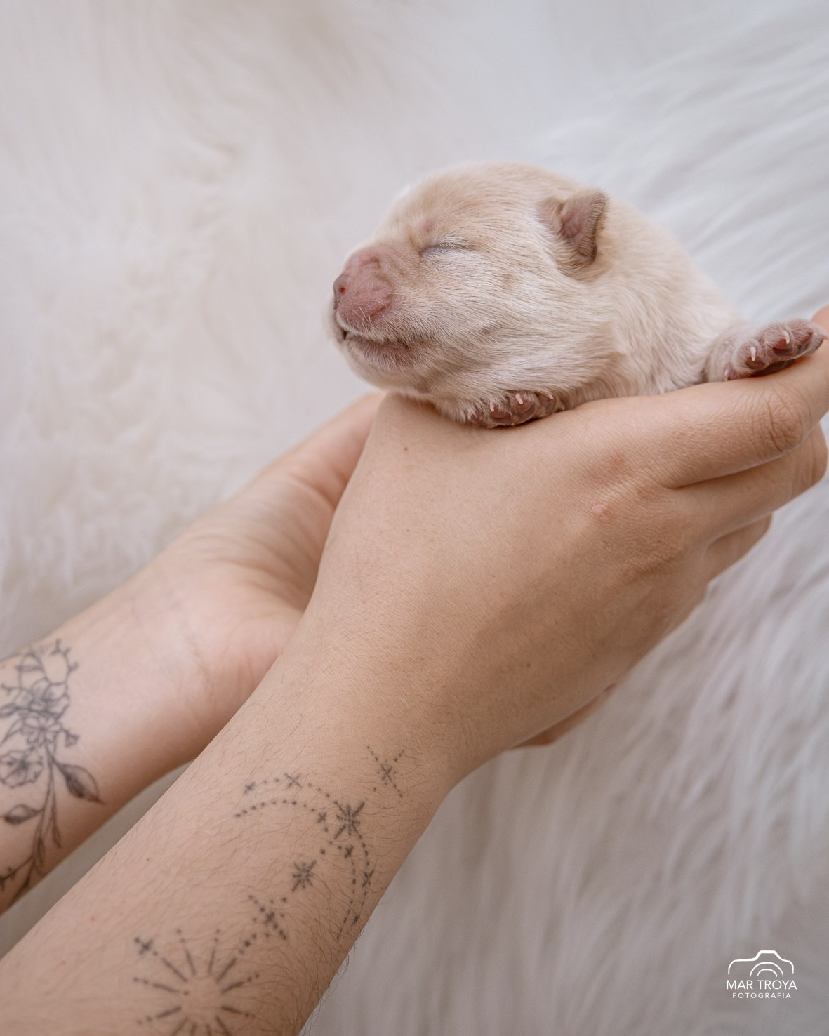 Newborn puppies Hispalis Kennel. Fotos con huella, fotografía de perros y mascotas en Sevilla