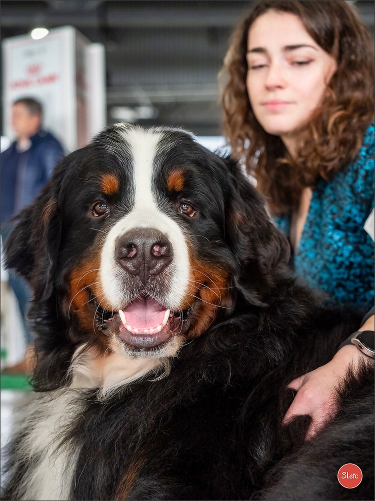 Expo canine 🇫🇷 Châlons-en-Champagne 22-23/02/2025. Photographe à Strasbourg | Portraits, Studio, Enfants, Événements