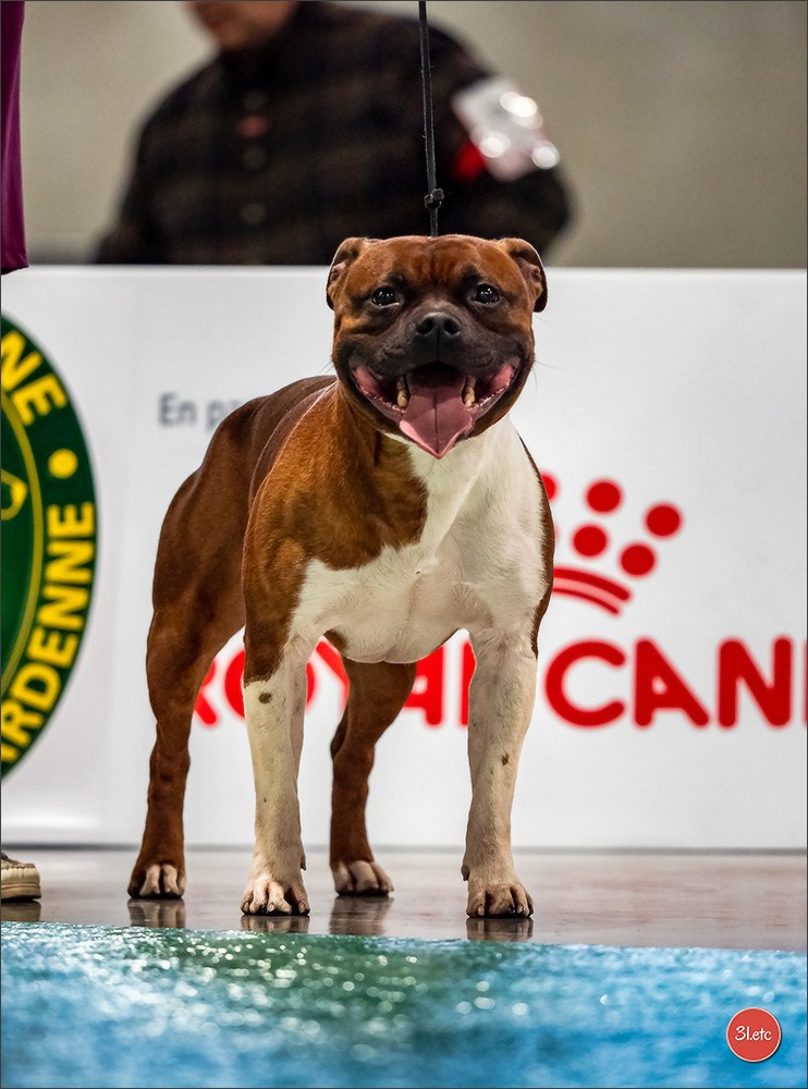 Expo canine 🇫🇷 Châlons-en-Champagne 22-23/02/2025. Photographe à Strasbourg | Portraits, Studio, Enfants, Événements