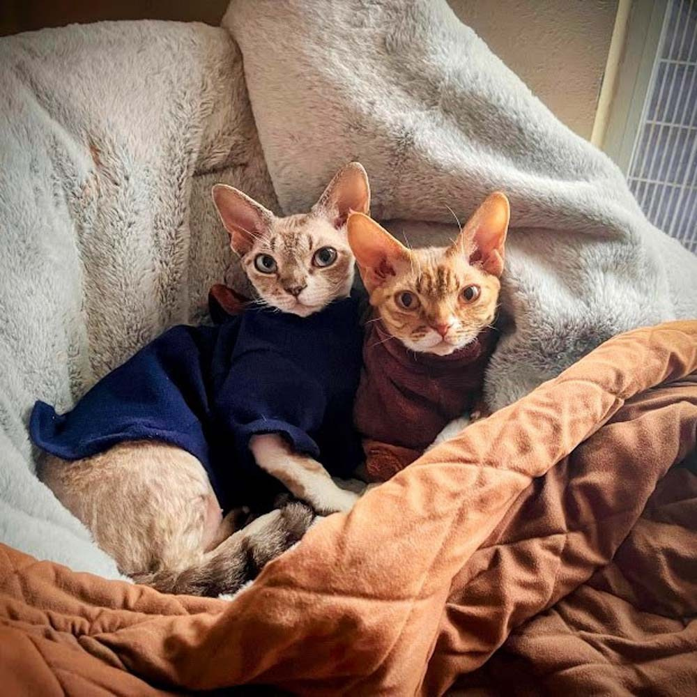 Devon Rex Pixie Cattery