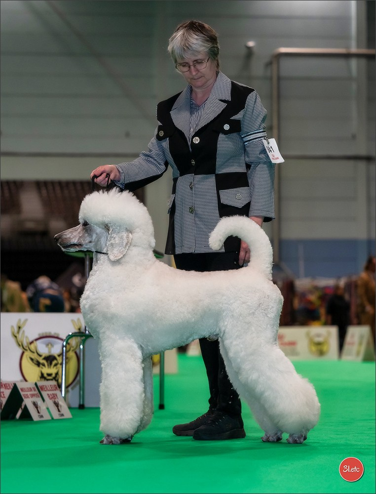 Exposition Canine Internationale à DOUAI. Photographe à Strasbourg | Portraits, Studio, Enfants, Événements