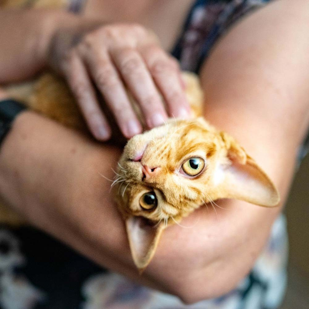 Devon Rex Pixie Cattery