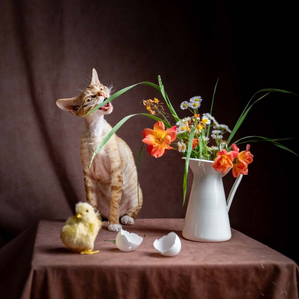 Devon Rex Pixie Cattery