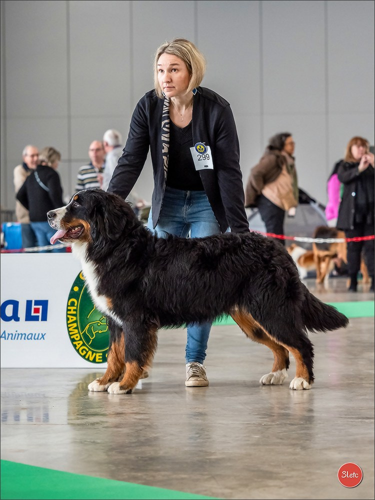 Expo canine 🇫🇷 Châlons-en-Champagne 22-23/02/2025. Photographe à Strasbourg | Portraits, Studio, Enfants, Événements