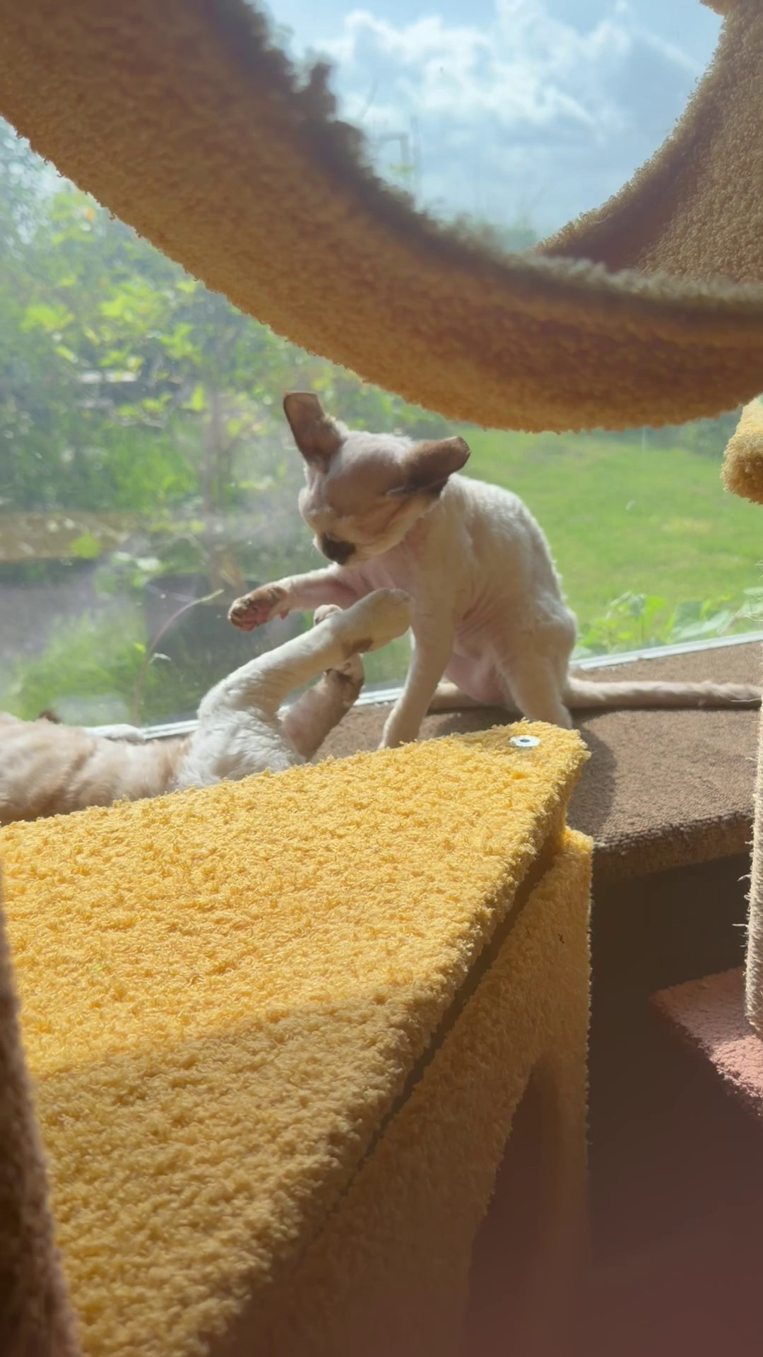 Mila, girl, born 01.15.26. Devon Rex Pixie Cattery