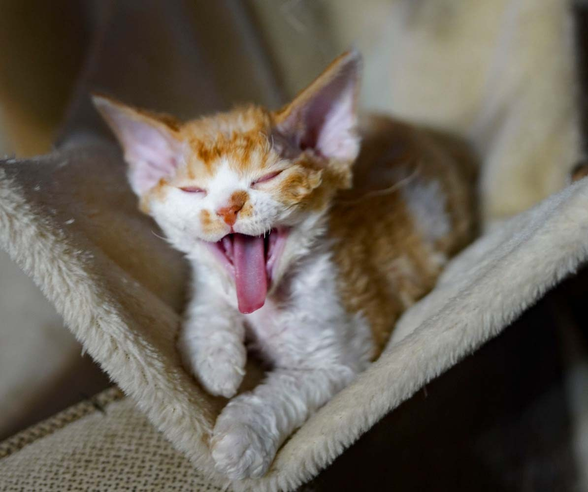 Devon Rex Pixie Cattery