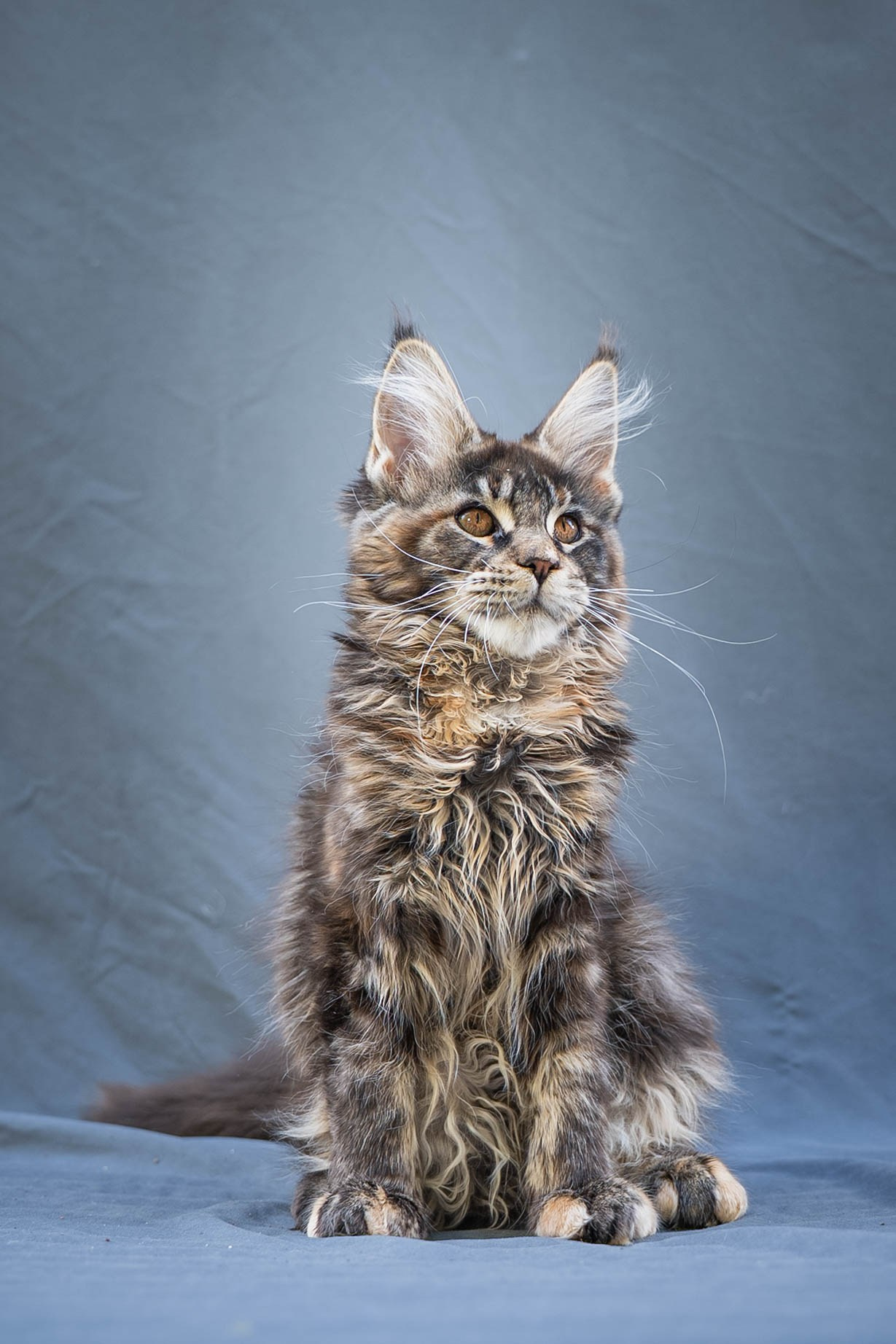 Senator Yasmin. Senator Cat — Maine Coon cattery