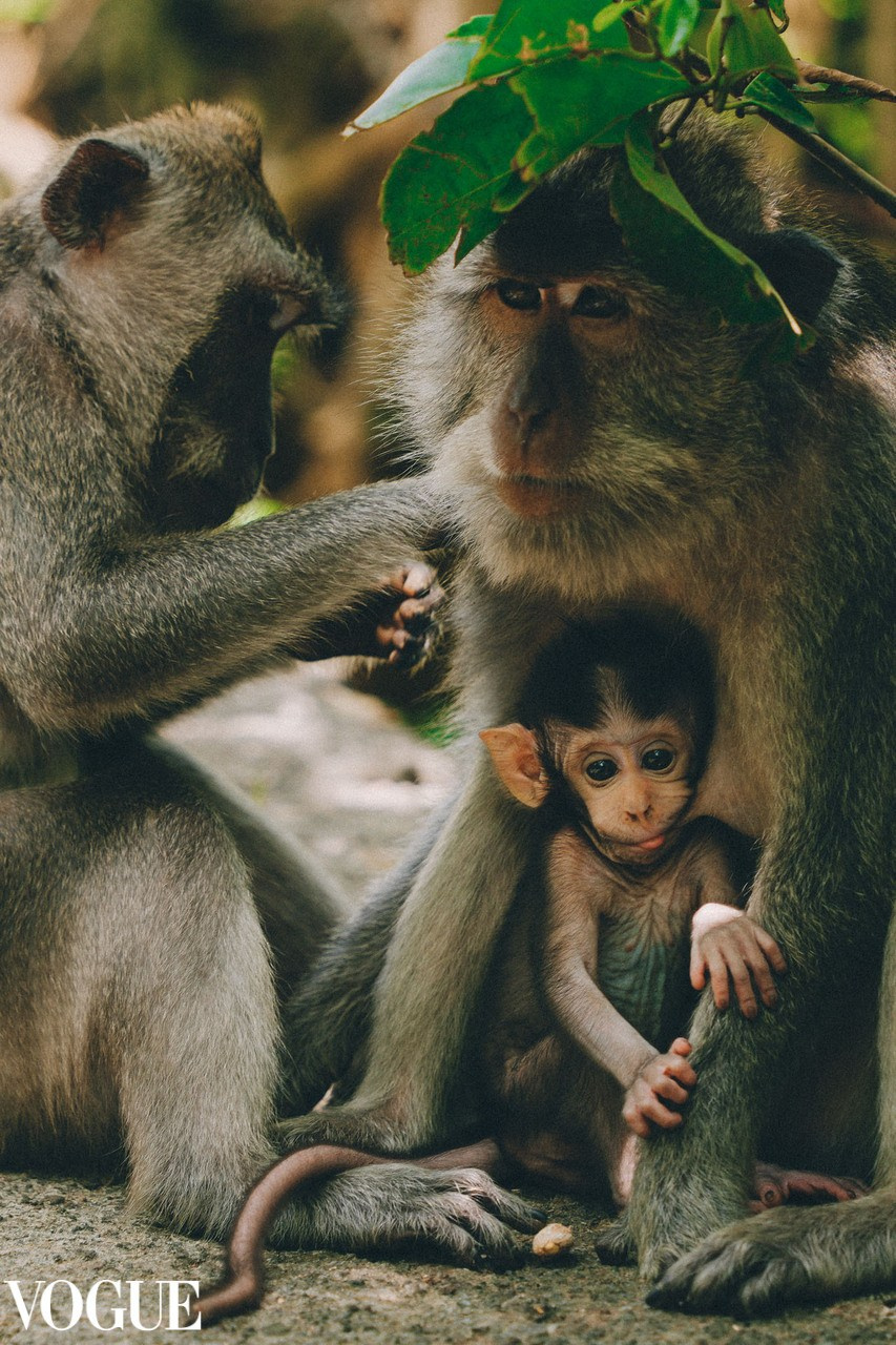 Monkeys in Vogue.