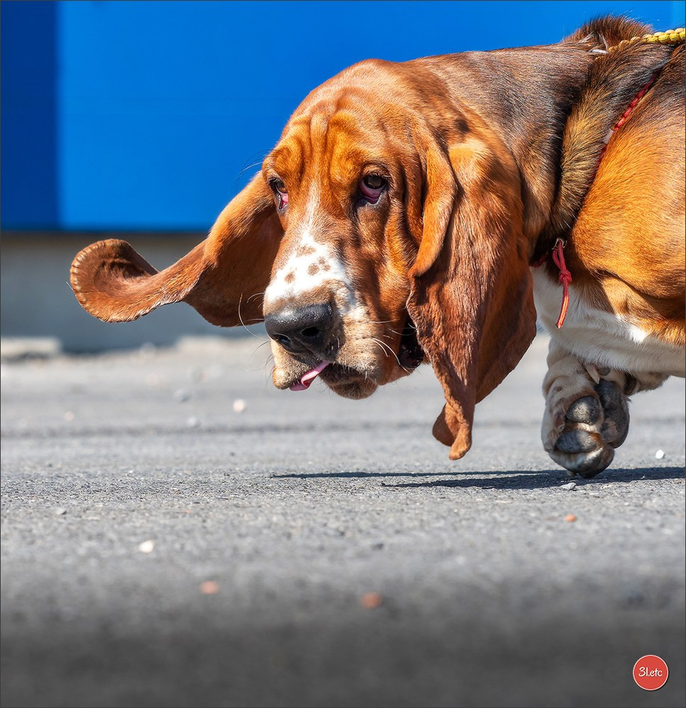 Exposition Canine Internationale à DOUAI. Photographe à Strasbourg | Portraits, Studio, Enfants, Événements