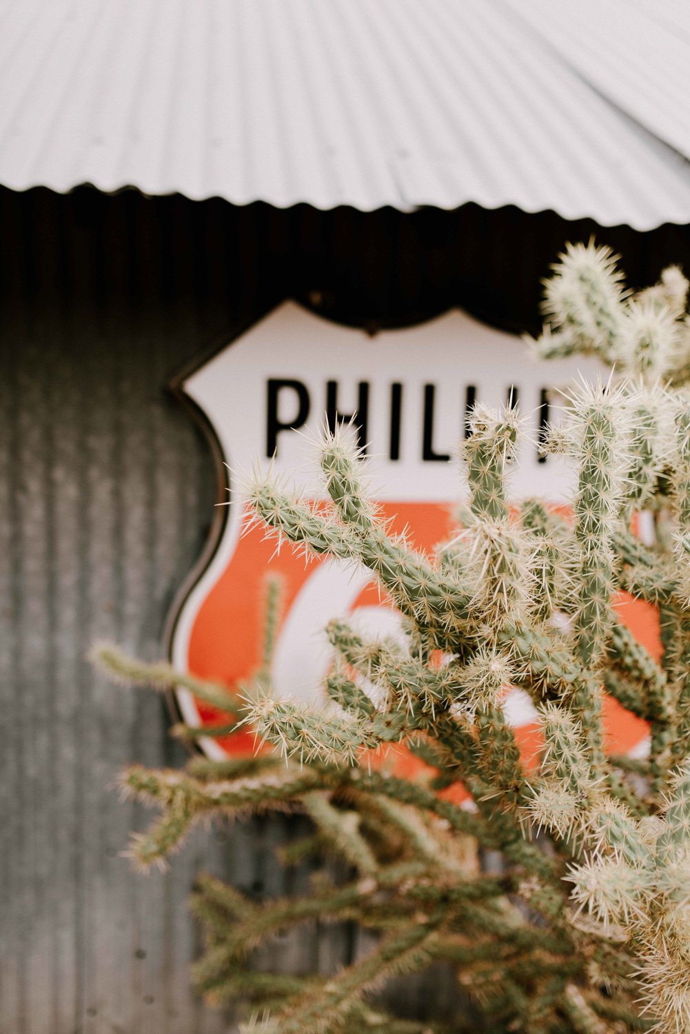 Cacti on the background of an old sign.