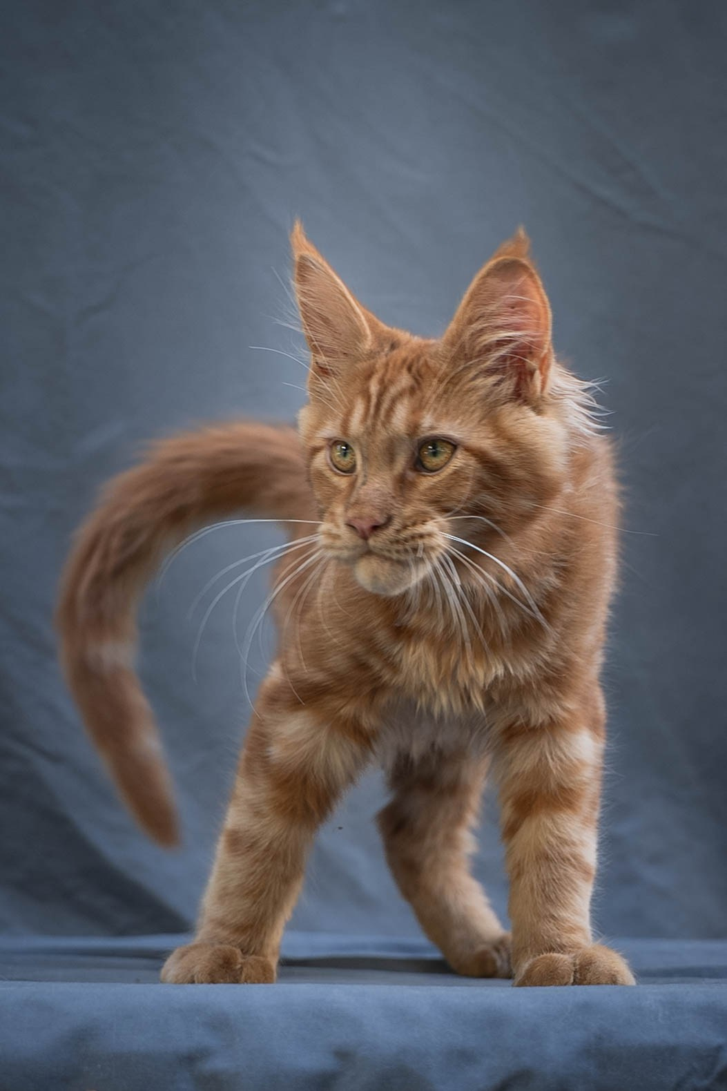 Senator Xion. Senator Cat — Maine Coon cattery