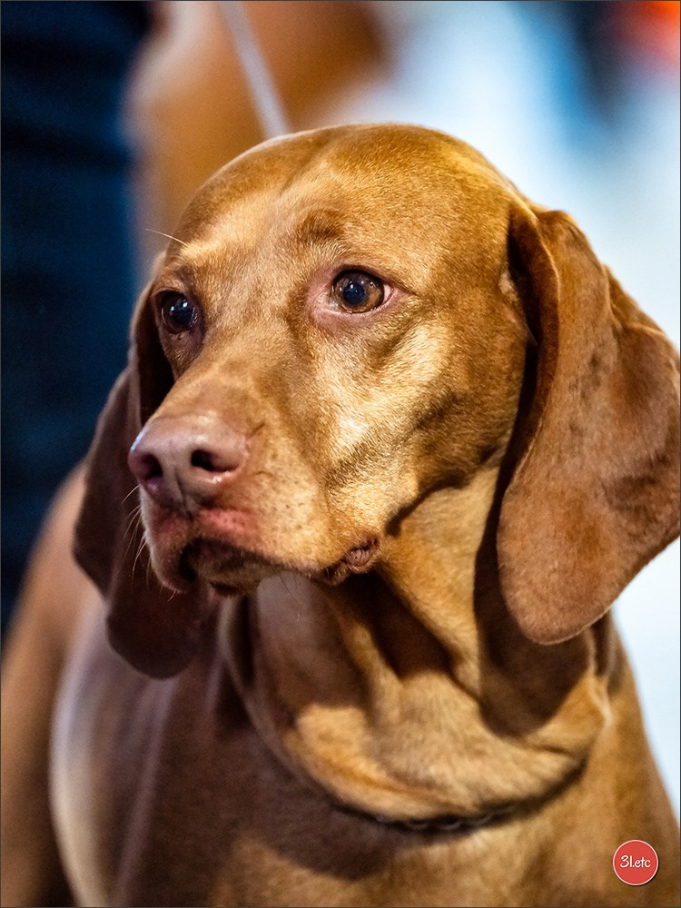 Expo canine 🇫🇷 Amiens 15-16/02/2025. Photographe à Strasbourg | Portraits, Studio, Enfants, Événements