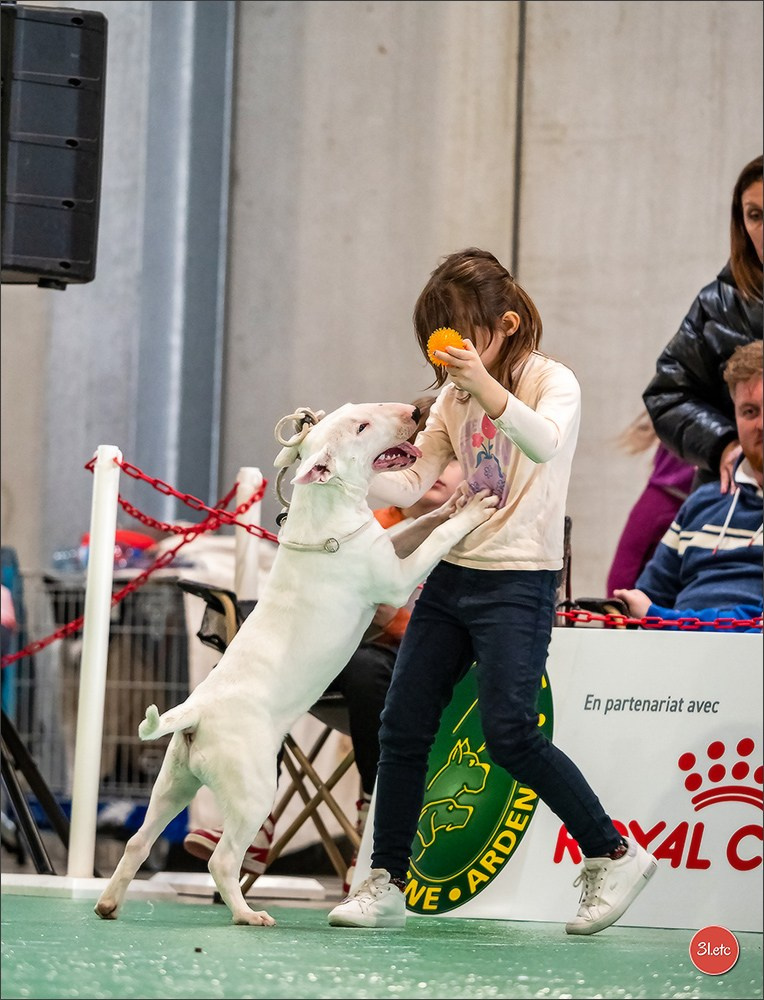 Expo canine 🇫🇷 Châlons-en-Champagne 22-23/02/2025. Photographe à Strasbourg | Portraits, Studio, Enfants, Événements