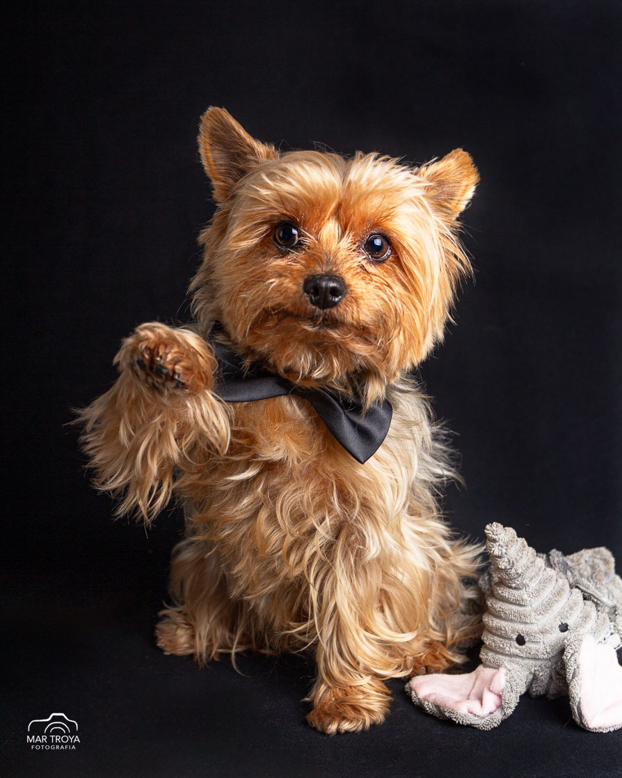 Fotos con huella, fotografía de perros y mascotas en Sevilla
